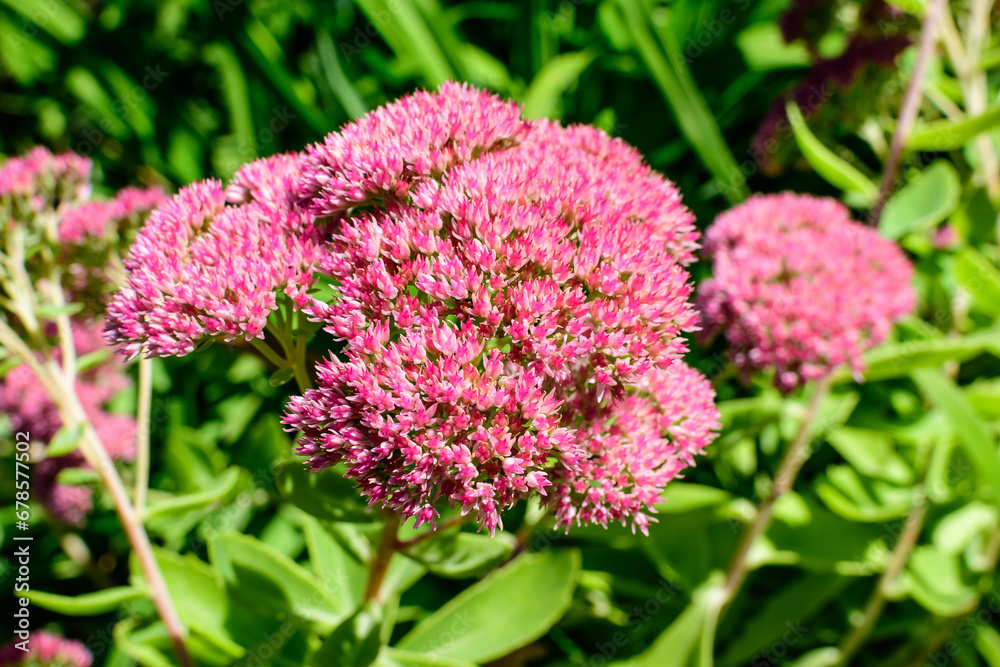 Many delicate pink flowers of Sedum or stonecrop flowes and green leaves in a a garden in a sunny autumn garden, textured floral background photographed with soft focus Many delicate pink flowers of Sedum or stonecrop flowes and green leaves in a a garden in a sunny autumn garden, textured floral background photographed with soft focus