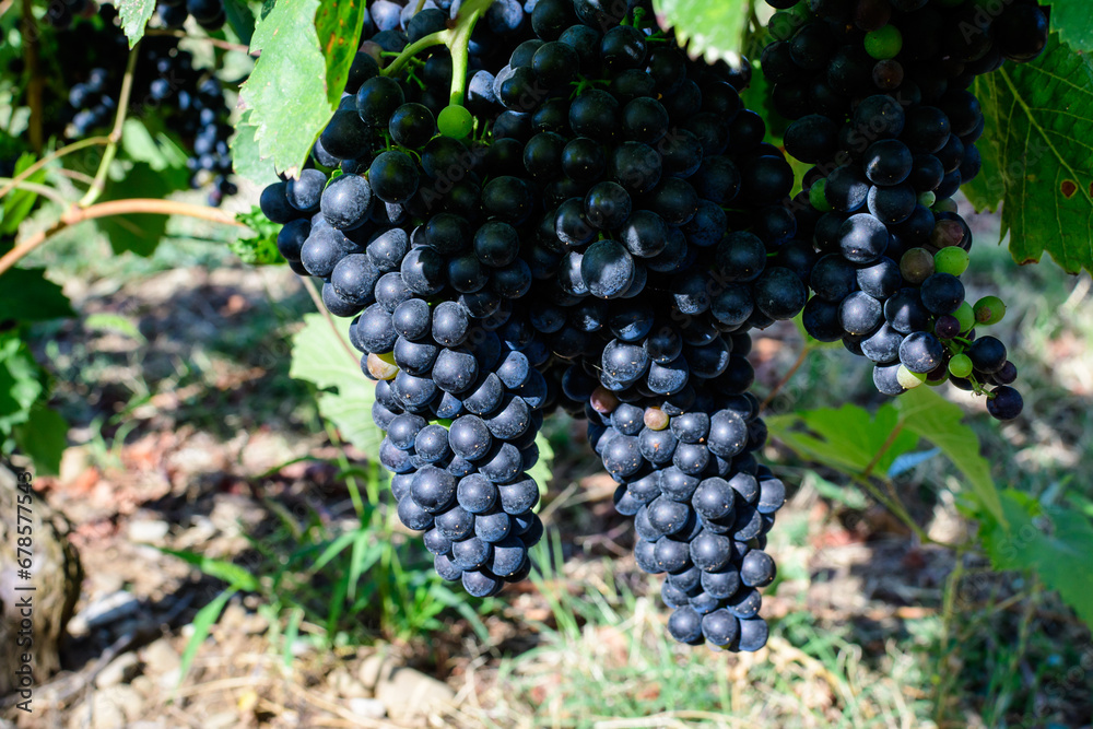 Closeup of ripe organic dark black grapes and green leaves in vineyard in a sunny autumn day .