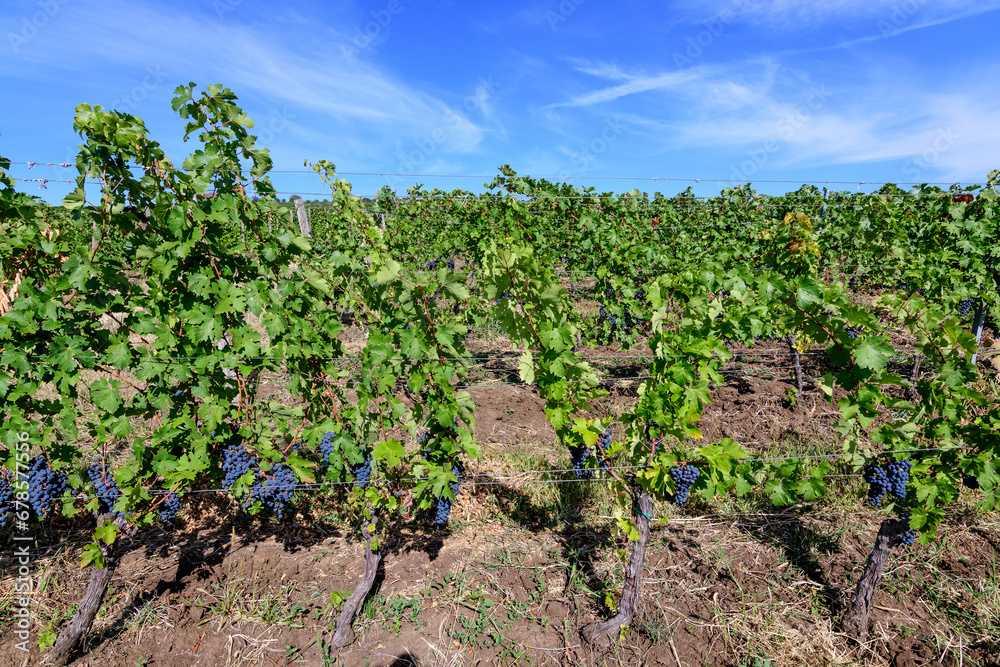 Row with large plants with many ripe organic dark black grapes and green leaves in vineyard in a sunny autumn day .