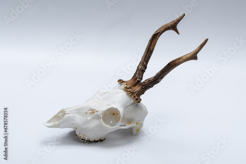 Fototapeta Naklejka Na Ścianę i Meble -  Biała czaszka z parostkami samca sarny (koziołka) na białym tle 