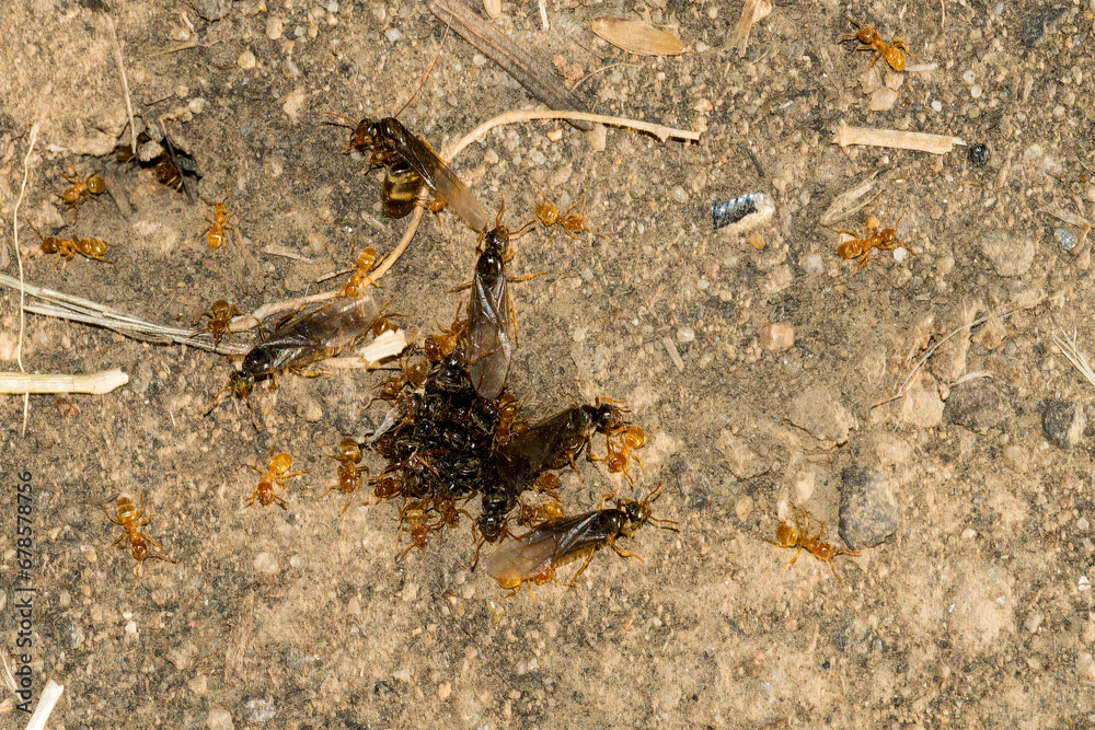 Wiesenameise oder Gelbe Wiesenameise ( Lasius flavus ) im Garten Stock