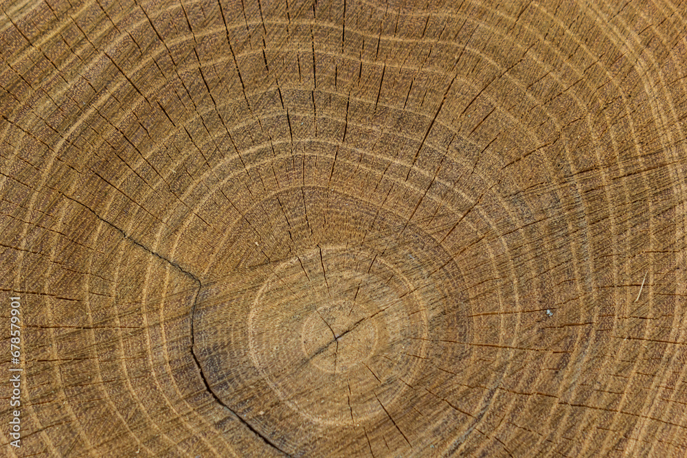 Wood texture of cut tree trunk, close-up Wood texture of cut tree trunk, close-up