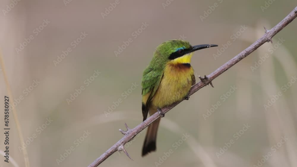 A Litte Bee-eater Perched Momentarily on a Slender Tree Branch Then Swiftly Takes Flight Once More - Close Up A Litte Bee-eater Perched Momentarily on a Slender Tree Branch Then Swiftly Takes Flight Once More - Close Up