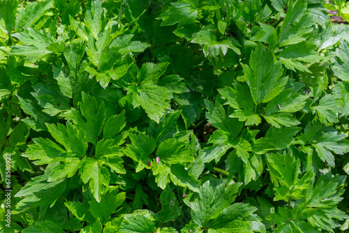Green leaf texture. Green leaves pattern background. Natural background and wallpaper