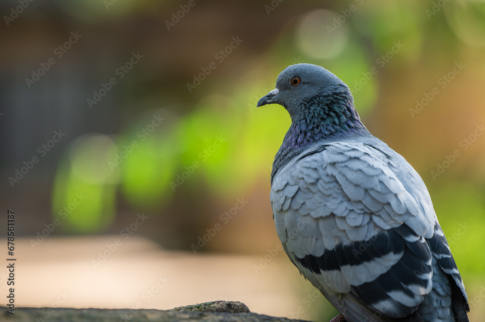 Fototapeta premium close-up portrait of the city pigeon