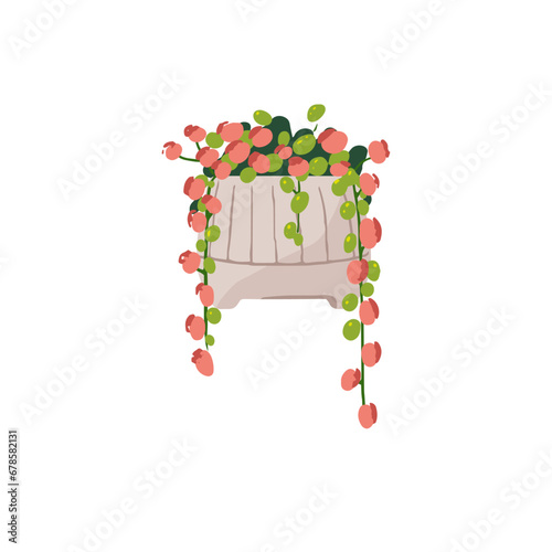 Curio rowleyanus in pot. Hanging houseplant with little leaves, pink bloom. String of pearl potted plant. Home flower, interior decoration. Flat isolated vector illustration on white background