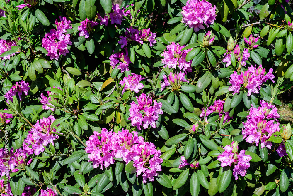 Large bush of many delicate vivid pink flowers of azalea or Rhododendron plant in a sunny spring Japanese garden, beautiful outdoor floral background photographed with selective focus.