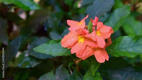 Orange Firecracker flower plant , Orange crossandra infundibuliformis flower blooming and blowing by the wind photo