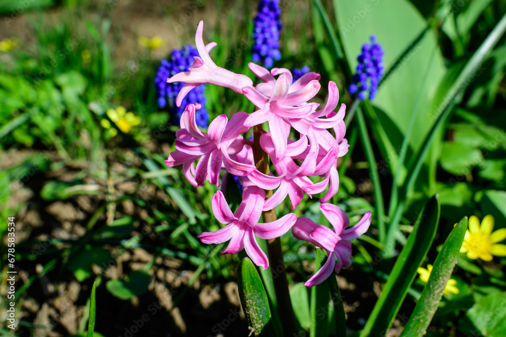 Close up of large vivid pink Hyacinth or Hyacinthus flowers in full bloom in a garden in a sunny spring day, beautiful outdoor floral background photographed with soft focus. Close up of large vivid pink Hyacinth or Hyacinthus flowers in full bloom in a garden in a sunny spring day, beautiful outdoor floral background photographed with soft focus.