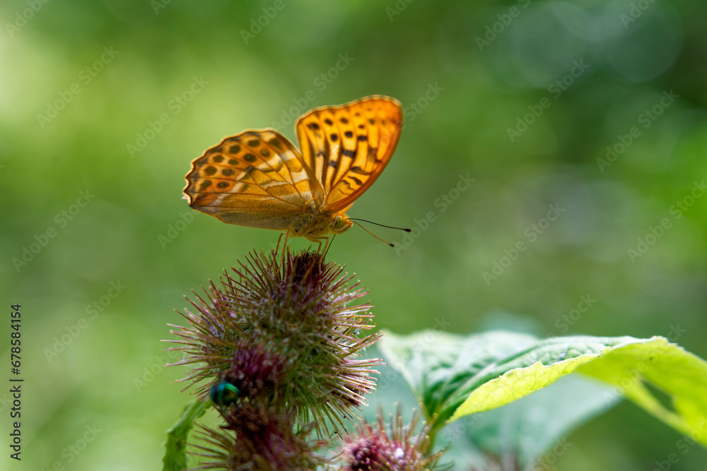 Kaisermantel, Silberstrich, Argynnis paphia Kaisermantel, Silberstrich, Argynnis paphia