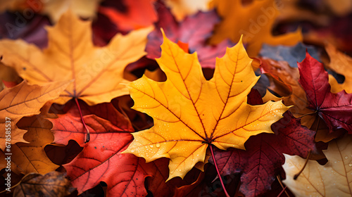 An image of fallen leaves in various shades of red  orange  and yellow  capturing the essence of autumn s warm and inviting color scheme.