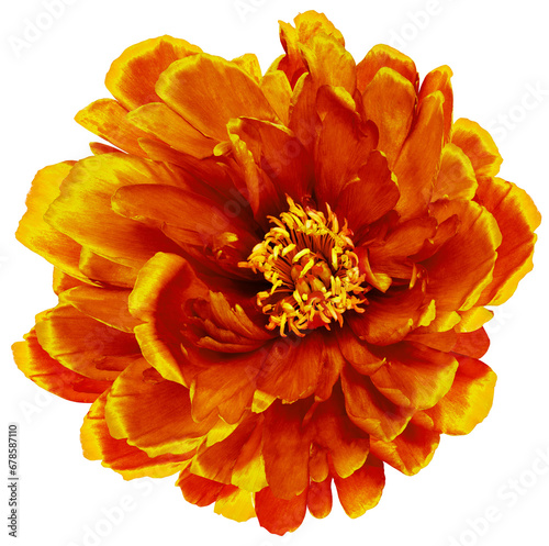 Fototapeta Naklejka Na Ścianę i Meble -  Orange   peony flower  on    isolated background with clipping path. Closeup. For design.  Transparent background.    Nature.