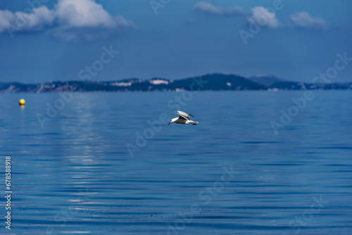 Seagull flying at seashore of Mediterranean Sea at Giens Peninsula on a sunny late spring day. Photo taken June 10th, 2023, Giens, Hyères, France.