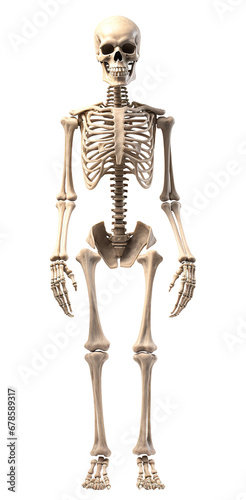 Skeleton png bone png anatomy png anatomical png skeletal png full skeleton png full anatomy png full skeletal png human body skeleton png full body skeleton png skeleton transparent background