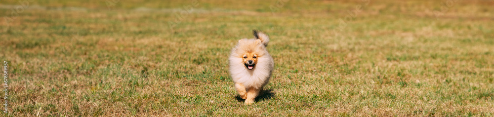 Young Happy White Puppy Pomeranian Spitz Puppy Dog Running Outdoor In Green Grass. Panorama, Panoramic View Shot Scene Copy Space