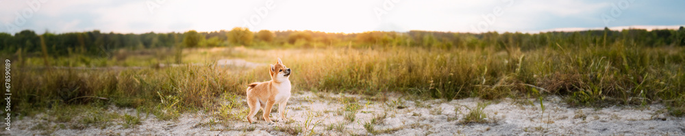 Panorama, Panoramic View Shot Scene Copy Space Young Red Shiba Inu Puppy Dog Standing Outdoor In Meadow During Sunset.