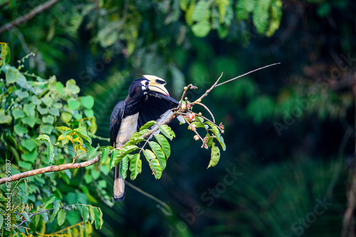 Oriental Pied Hornbill in Khao yai National Park, Thialand. photo