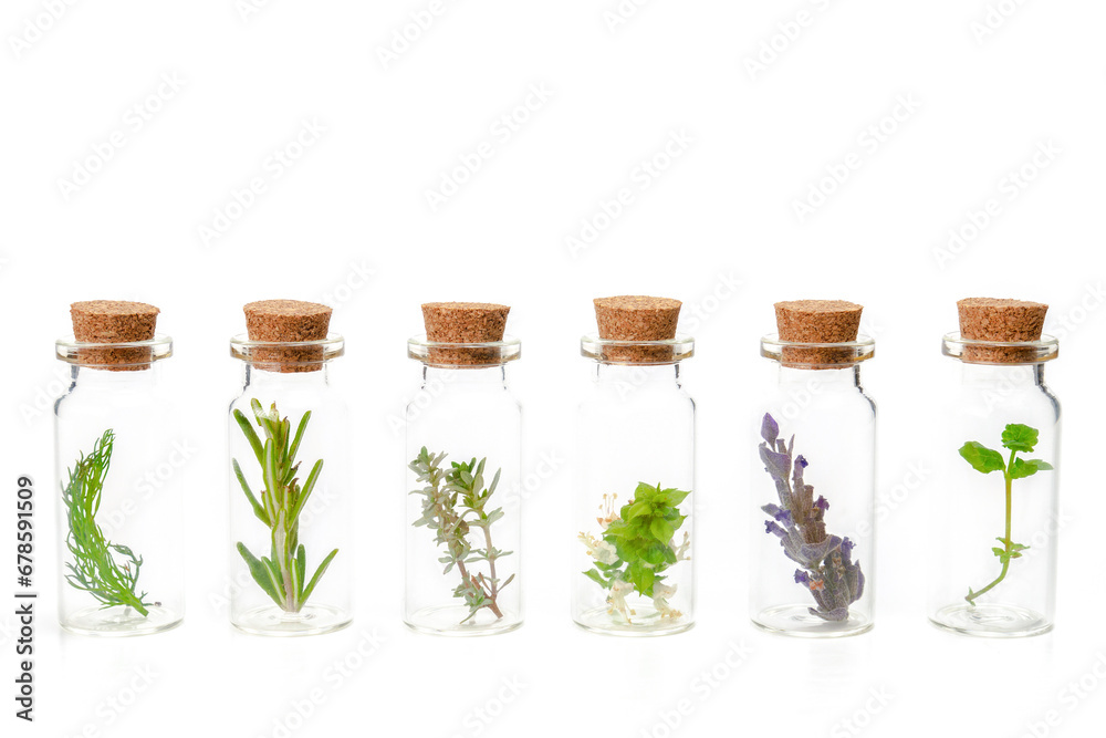 aromatic plants in a glass jar isolated on a white background,rosemary,basil,dill,mint,thyme,cilantro aromatic plants in a glass jar isolated on a white background,rosemary,basil,dill,mint,thyme,cilantro