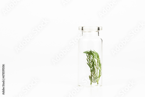 close-up of a glass jar with fresh dill leaves isolated on a white background