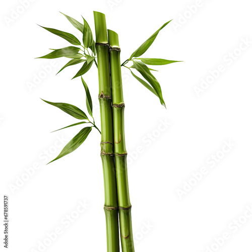 Green Bamboo Stalks Isolated on Transparent