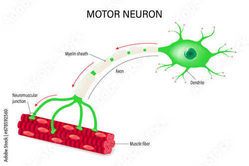 Motor neuron and muscle cell structure. Neuromuscular junction. Close-up of neuron anatomy. photo