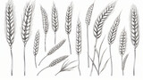 Set of wheat ears isolated. Hand drawings sketch