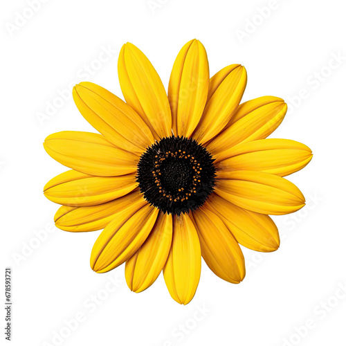 Yellow Flower Bloom  Black-Eyed Susan  Isolated