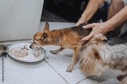 An old pathetic little blind sick thin purebred brown dog toy terrier, chihuahua with no appetite does not want to eat food from a bowl in the kitchen. Photo of an animal indoors.