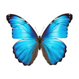 Blue Butterfly Closeup, Isolated