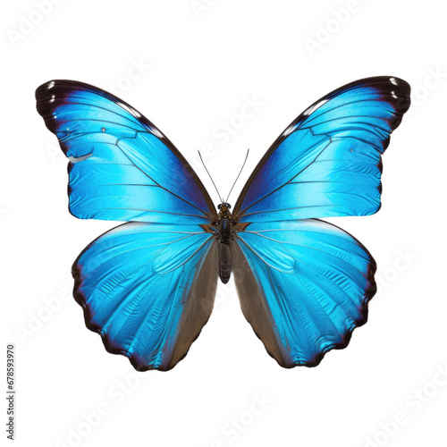Blue Butterfly Closeup, Isolated