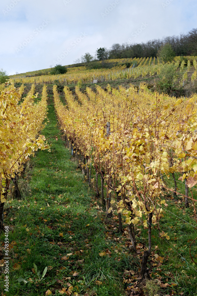 Alsace vineyards - France