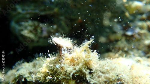 Green algae Acetabularia acetabulum close-up undersea, Aegean Sea, Greece, Halkidiki