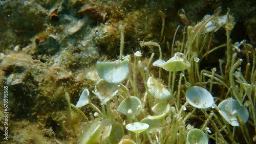 Green algae Acetabularia acetabulum close-up undersea, Aegean Sea, Greece, Halkidiki photo