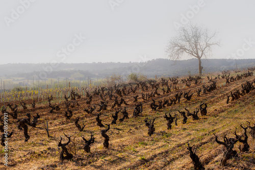 Landscape with vineyards in spring in the designation of origin area of Ribera del Duero wines in Spain