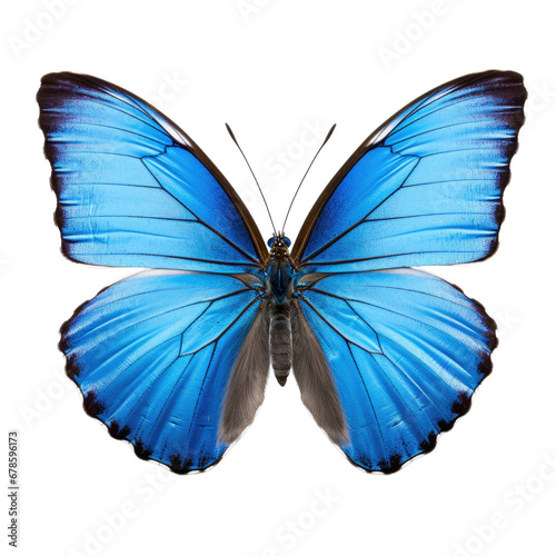 Blue Morpho Butterfly Spread Wings, Isolated © leftmade
