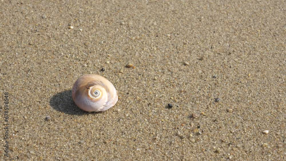 【夏時間】打ち寄せる波に流される貝殻