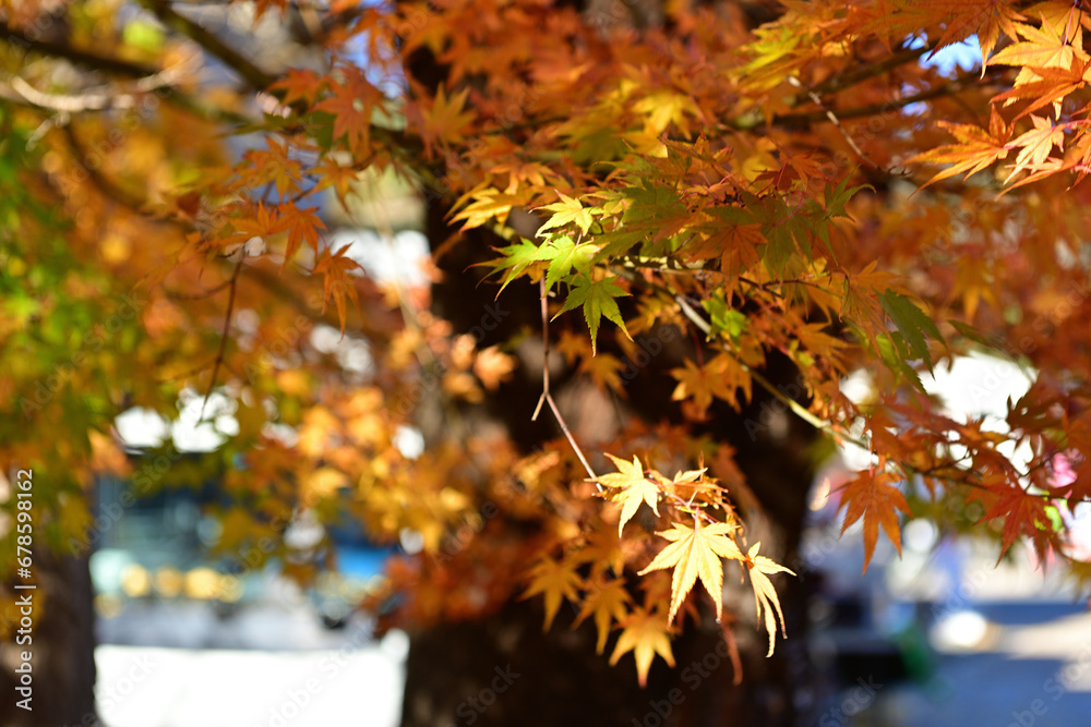 Autumn is my favourite season because of the beautiful red and yellow foliage Autumn is my favourite season because of the beautiful red and yellow foliage