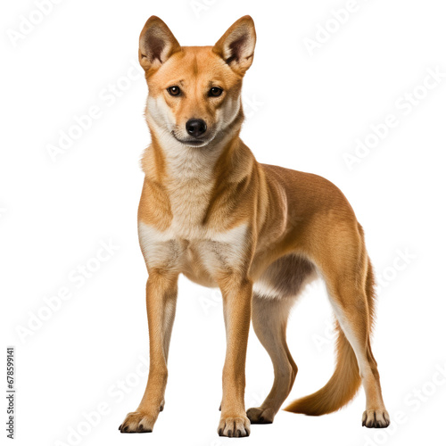 Dingo Australian Wild Dog Portrait, Isolated
