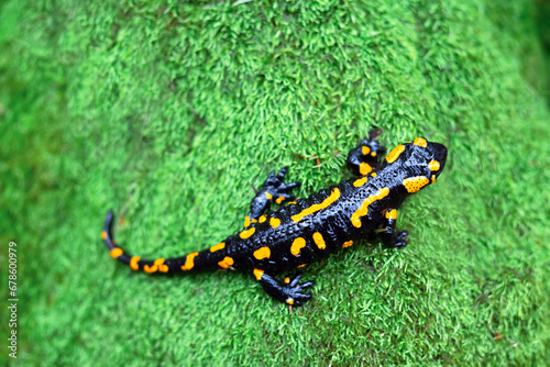 Spotted adult fire salamander on tree trunk covered by green moss in autumn forest. Wildlife photography