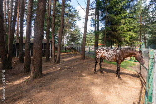 Two spotted horses in the pasture. photo