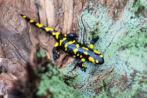 Captured in an autumn forest, a mature spotted fire salamander on an aged tree stump covered in moss. Wildlife captured through the lens