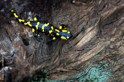In the autumn woods, a spotted fire salamander gracefully rests on a weathered tree stump adorned with moss. A mesmerizing snapshot of forest wildlife