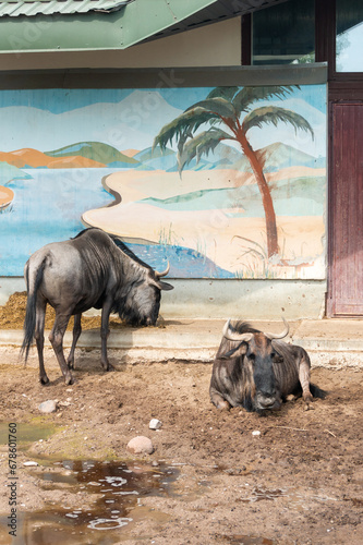 Two blue wild antelopes resting in their enclosure at the zoo.