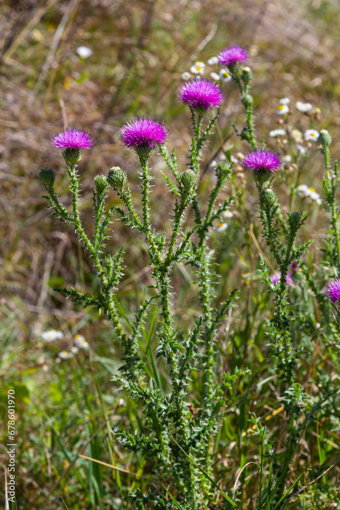 Blessed milk thistle flowers in field, close up. Silybum marianum herbal remedy, Saint Mary's Thistle, Marian Scotch thistle, Mary Thistle Blessed milk thistle flowers in field, close up. Silybum marianum herbal remedy, Saint Mary's Thistle, Marian Scotch thistle, Mary Thistle