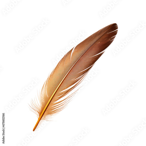 Bird Feather Isolated