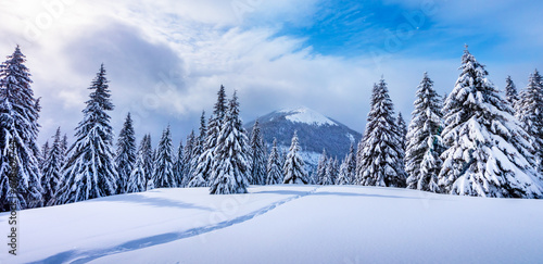 A mountainous winter setting featuring snow-draped pine trees and a footpath imprinted in the snow. Winter mountains landscape panorama © Ivan Kmit