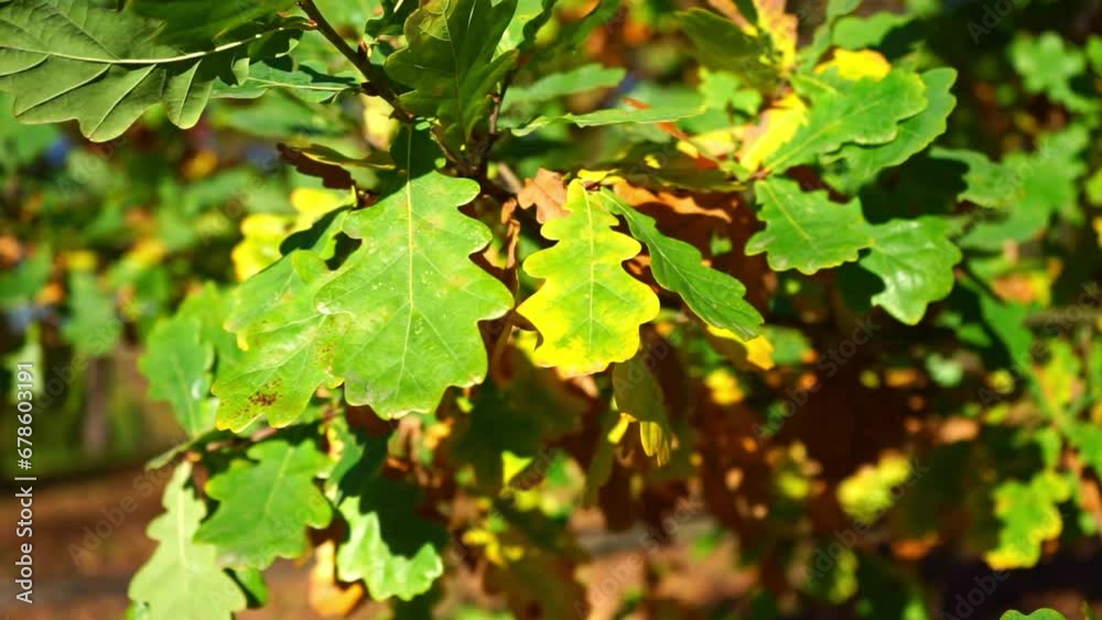Windy autumn oak leaves on sunny park background. Windy autumn oak leaves on sunny park background.