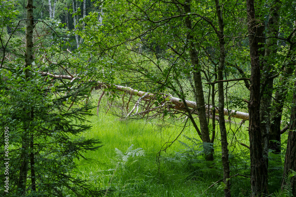 Fototapeta premium Naturschutzgebiet Wiesbüttmoor zwischen den Ortschaften Wiesen und Flörsbach im Naturpark Spessart, Hessen, Bayern, Deutschland