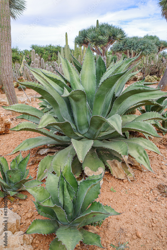 Mallorca, Spain - Nov 1, 2023: Cacti and exotic plant species at the Botanicactus Botanical Gardens Mallorca, Spain - Nov 1, 2023: Cacti and exotic plant species at the Botanicactus Botanical Gardens