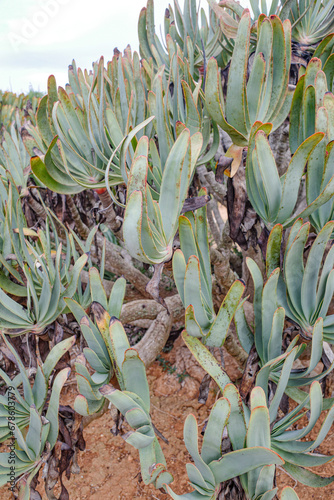 Mallorca, Spain - Nov 1, 2023: Cacti and exotic plant species at the Botanicactus Botanical Gardens photo